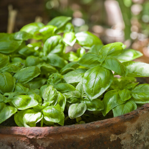 Basil