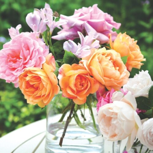 Spring rose care