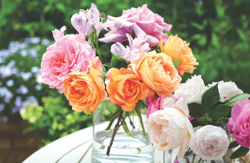 Spring rose care
