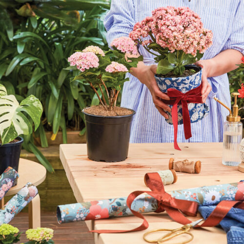 Gifts for plant lovers