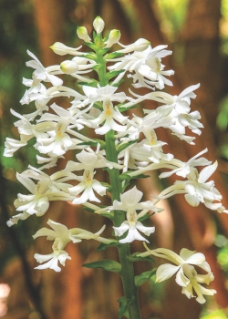 Christmas orchid