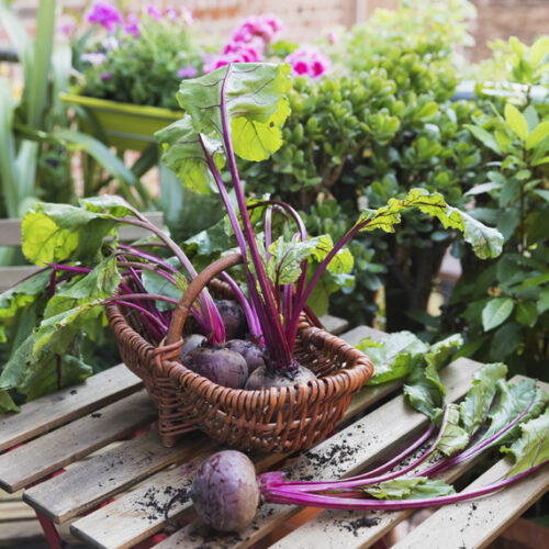 Why can’t I grow big beetroot? beetroot
