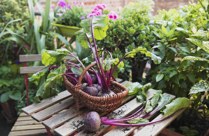 beetroot