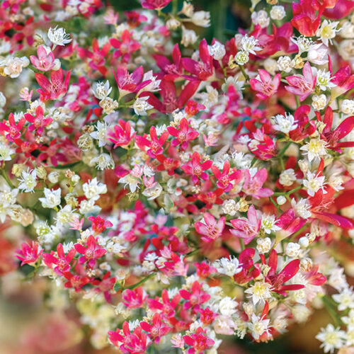 Christmas bush