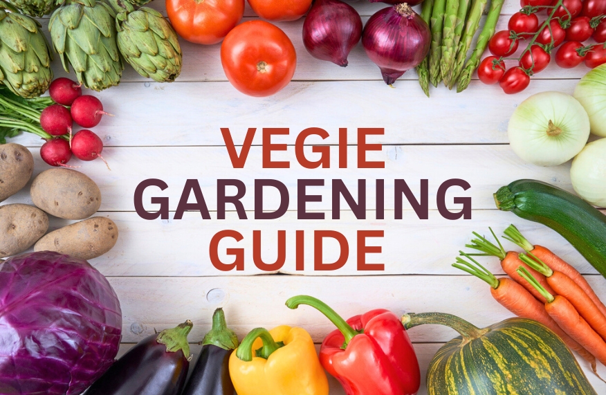 Vegie gardening guide