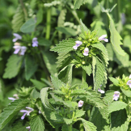Lemon balm