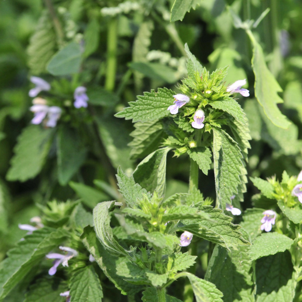 Lemon balm