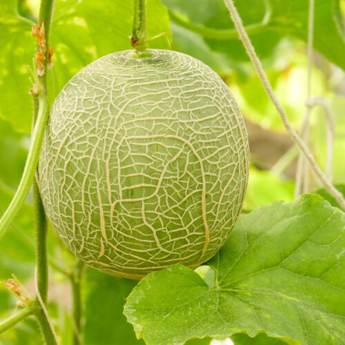 rockmelon