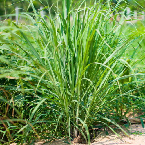 Lemongrass