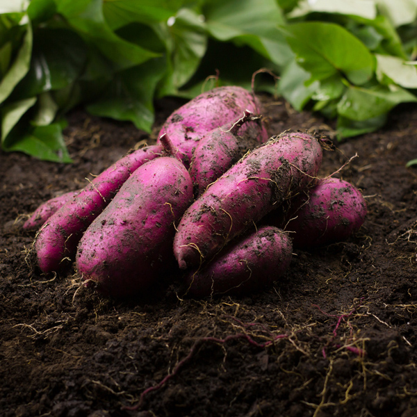 Sweet potato