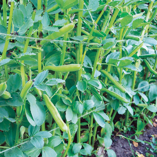broad beans