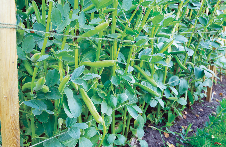 broad beans