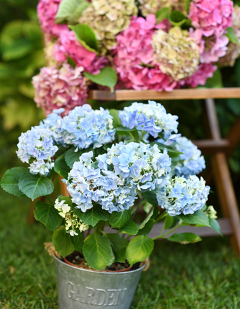 Hydrangeas make great gifts for plant lovers