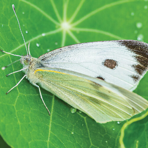 Cabbage white butterfly