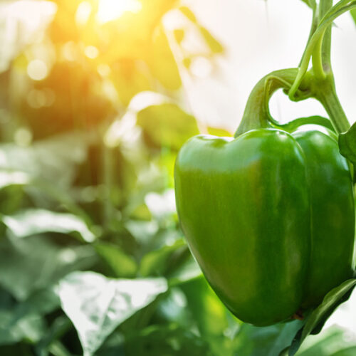 grow capsicum
