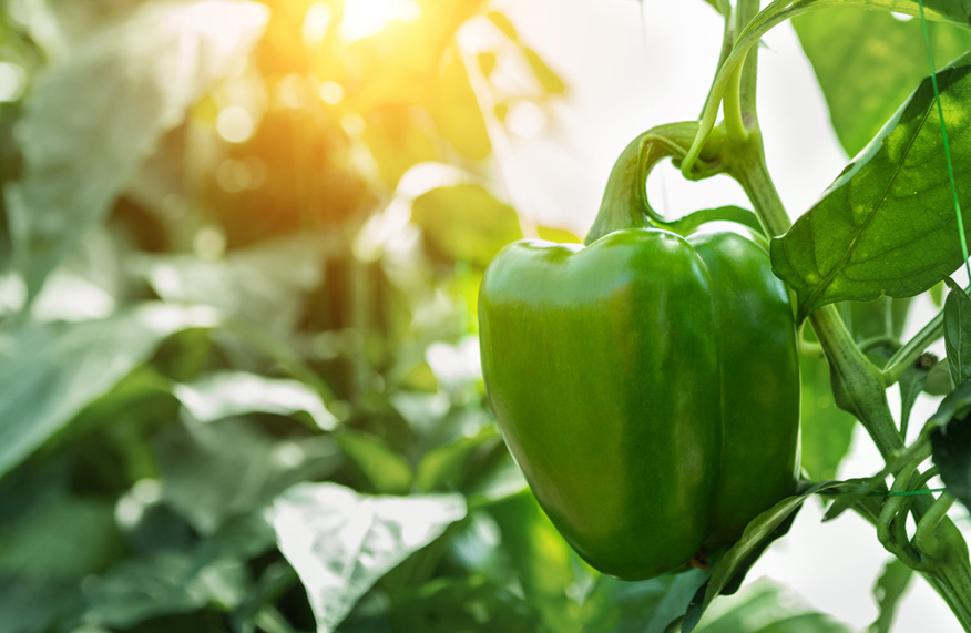grow capsicum