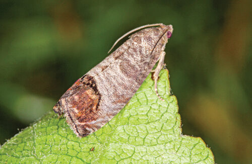 codling moth