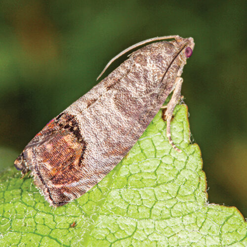 codling moth