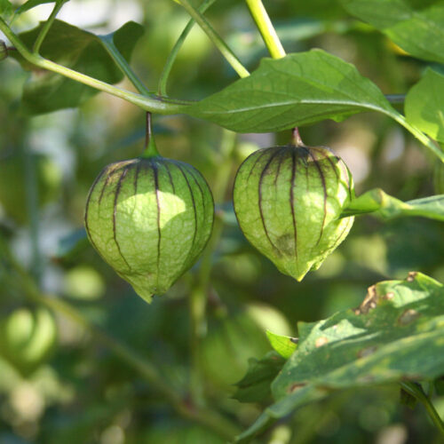 Tomatillo