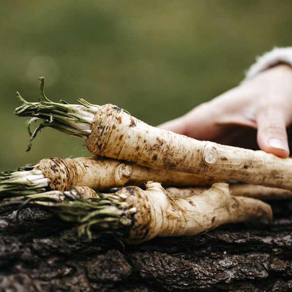 Horseradish