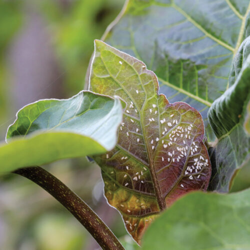 Whitefly