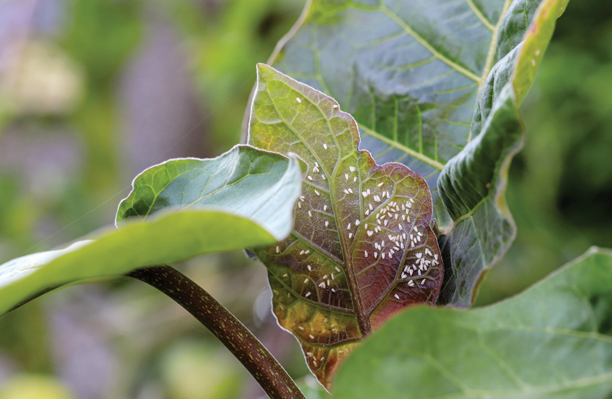 Whitefly