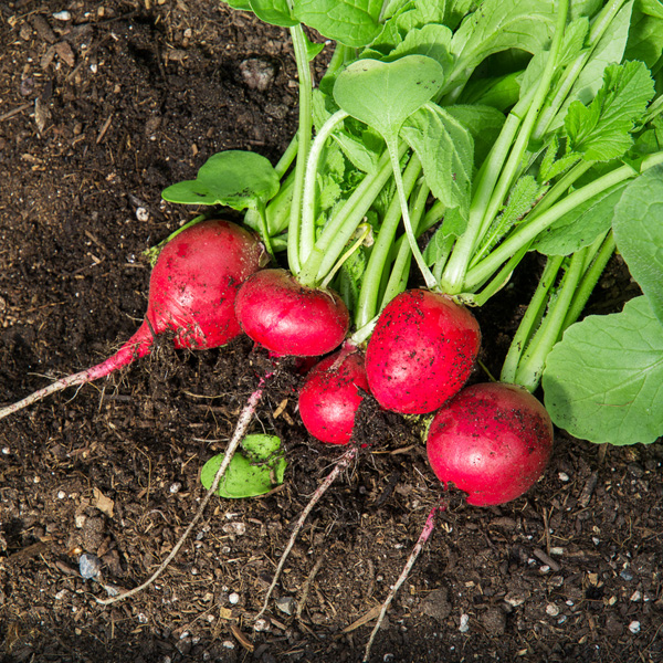radish