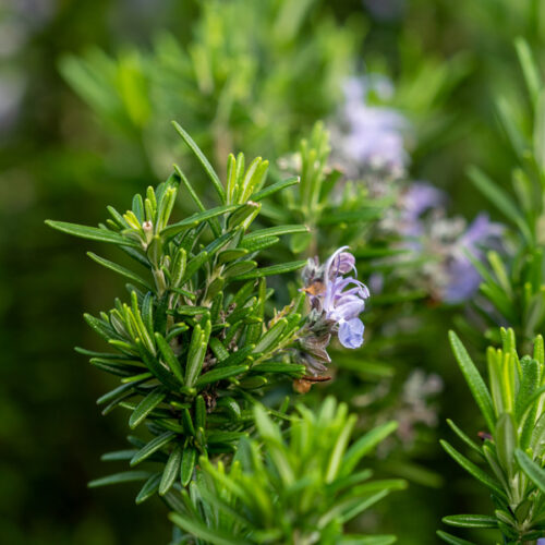 Rosemary