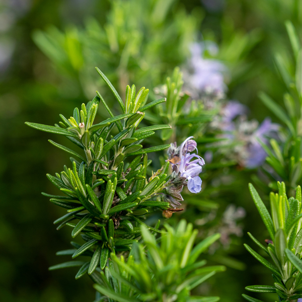 Rosemary