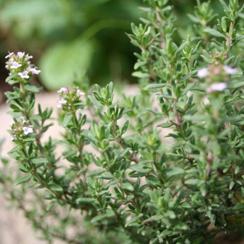 Thyme