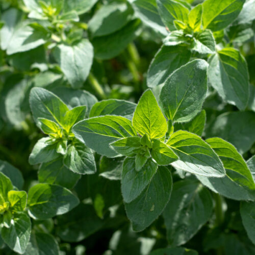 Oregano