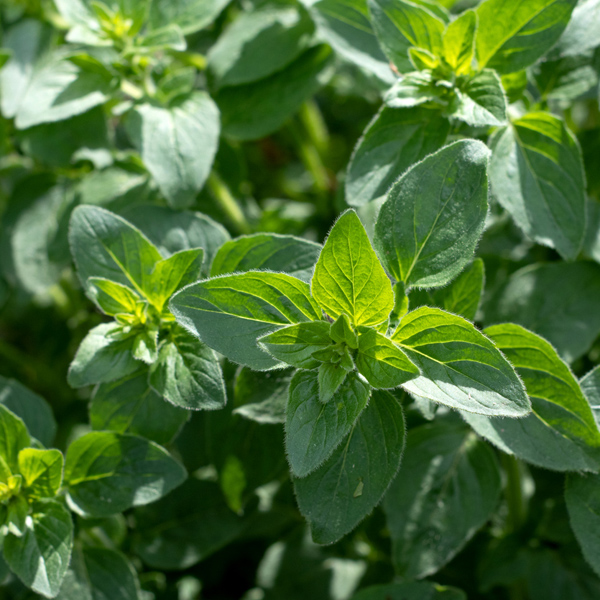 Oregano