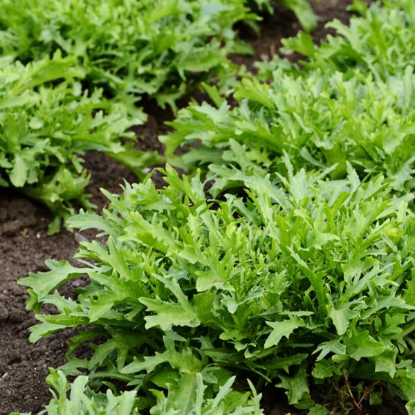 Endive