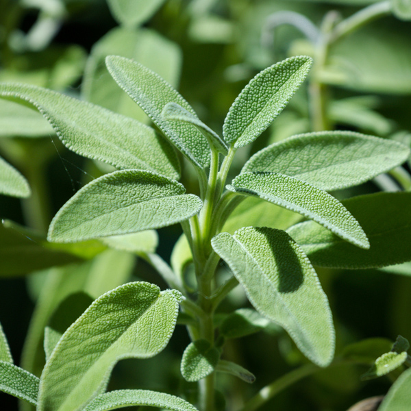 Sage