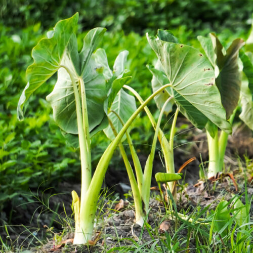 Taro