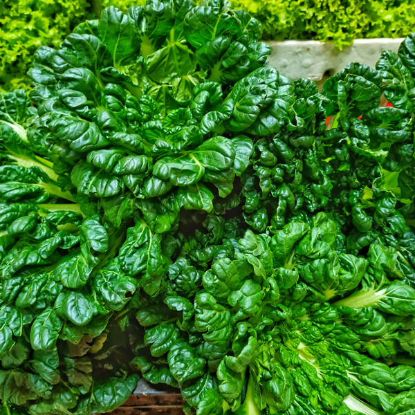 tatsoi
