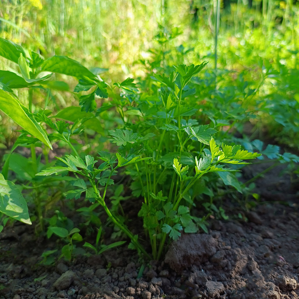 Parsley