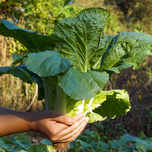 chinese cabbage