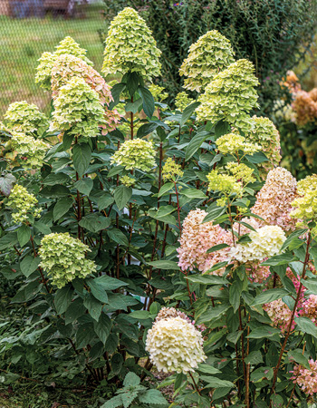 panicle hydrangea flower later than mophead hydrangeas