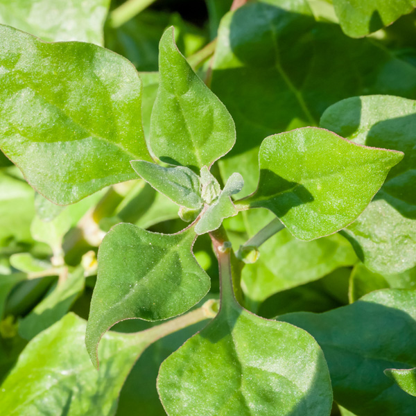Warrigal greens