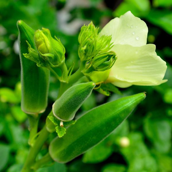 okra