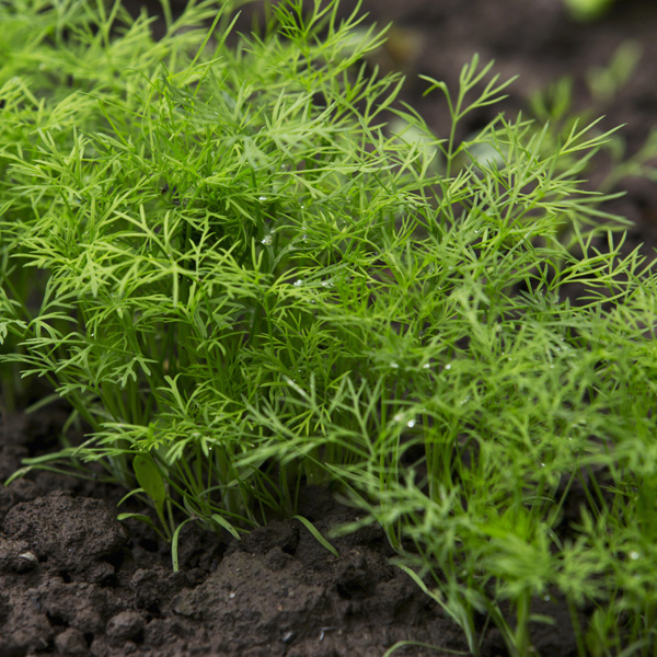 Dill