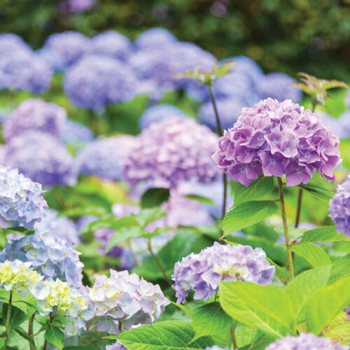 mophead hydrangeas