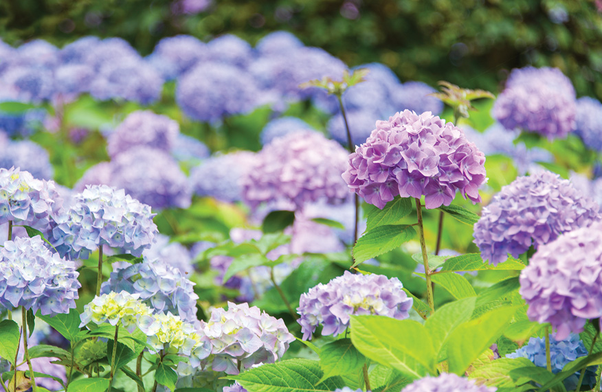mophead hydrangeas