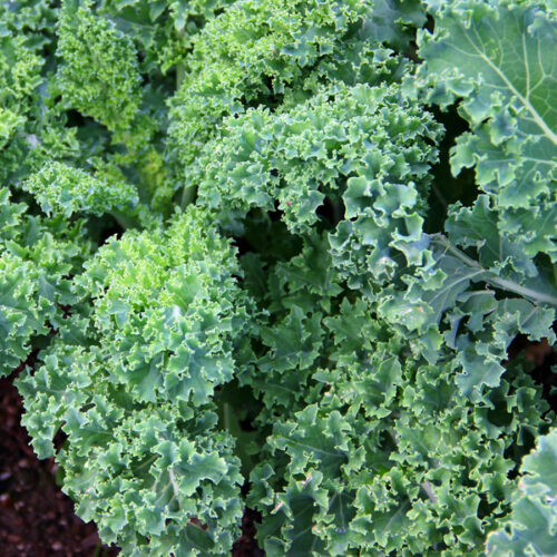Kale