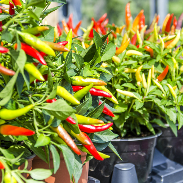 Chilli peppers