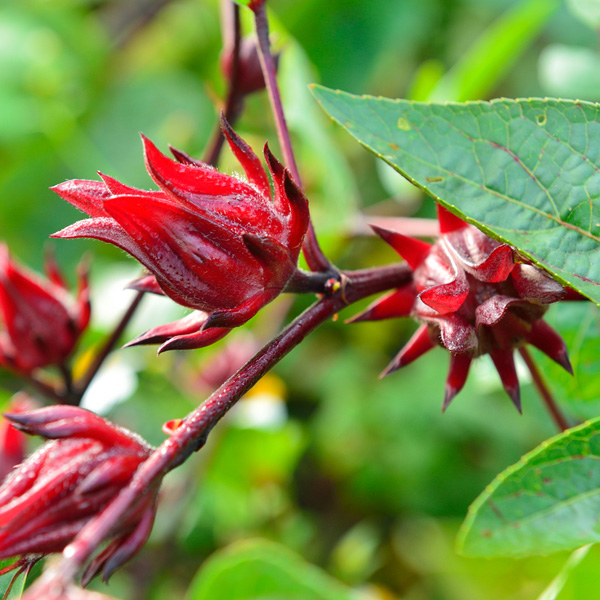 Rosella