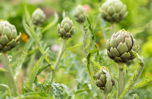 artichoke