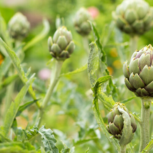 artichoke