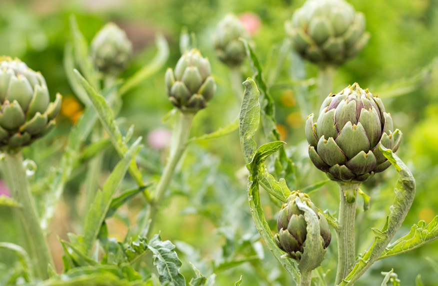 artichoke